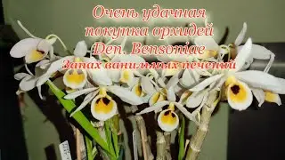 Новинка в коллекции орхидей с приятным сладким ароматом D. Bensoniae. Посадка и субстрат 02.05.2022