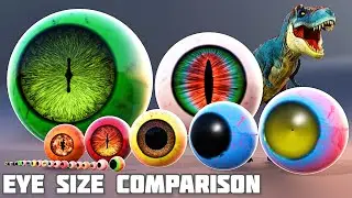 Animal Eye Size Comparison (Bigger Than You Think)