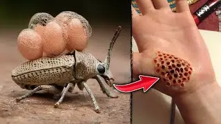 Top 10 Most Dangerous Bugs in the World | FactEX