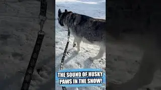 The Sound Of Husky Paws In The Snow!!!