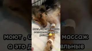 🆘️Оливке опять стало плохо😭 Нужна помощь в оплате лечения🙏🏼🆘️ #собака #dog #животные #топ