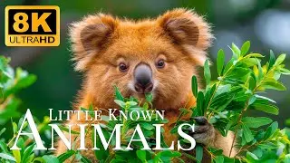 Little Known Animals 8K ULTRA HD🐾Relaxing Animals, Rare Moments