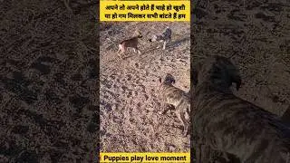 Puppy | Friendship a moment of love #shorts  #insaniyat  #puppy #dog #animals #puppydog #shortvideo