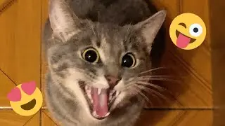 😂 Funniest Cats and Dogs Videos 😺🐶 || 🥰😹 Hilarious Animal Compilation №434