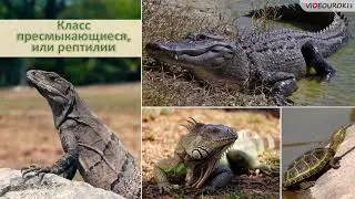 4 октября - Всемирный день защиты животных