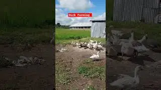 Duck Farming on low budget! #farming #ducks #goals #shorts