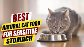 Best Natural Cat Foods for Sensitive Tummies: A Comprehensive Guide