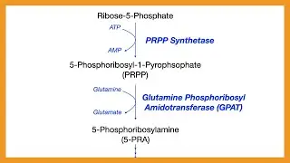 Purine Synthesis