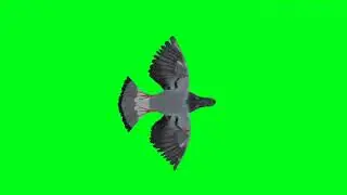 pigeon Green screen