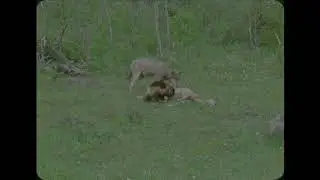 WOLVERINE FIGHTS WOLVES OVER FOOD