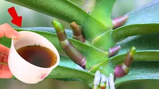 1 cup per week! Orchids produce 1001 new roots and flowers instantly!
