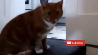 Гимн Лиги Чемпионов - Коты. Коты поют