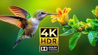 SEARCH FOR ANIMALS 4K HDR | with Cinematic Sound (Colorful Animal Life)