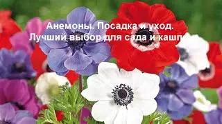 Анемоны. Секреты посадки и ухода. Лучший выбор для сада и кашпо.