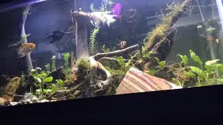 Driftwood Anchor | Planted Aquarium | NEW 75 Gallon