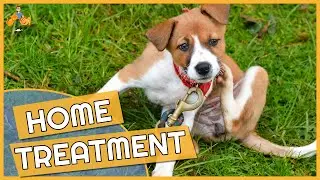 Dog Skin Allergy Home Remedies - Cure their Itch!