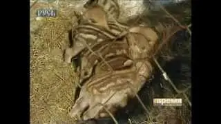 7 очаровательных полосатиков