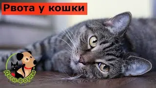 Рвота у кошки. Когда нужно к ветеринару?