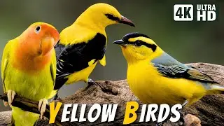 Breathtaking Yellow Birds | Soothing Nature | Stress Relief | Relaxing Birds Chirps | Magical Nature