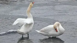 Великолепные белые лебеди! Гатчинский парк.