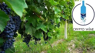 Crypto Wine 2020 Как оно сделано