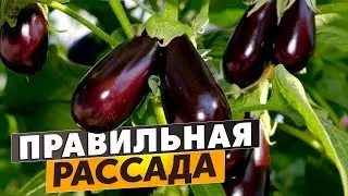 Как вырастить правильную рассаду баклажанов в домашних условиях