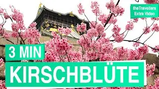 Kirschblüte in Japan 🌸 Die schönsten Orte in Tokio und Kyoto