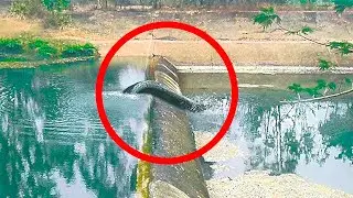 This Man's Camera Caught Some Creature Crawling out of the Swamp