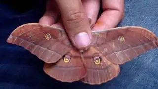 Japanese Oak Silkmoth (Antheraea yamamai)