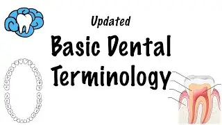 Basic Dental Terminology - UPDATED