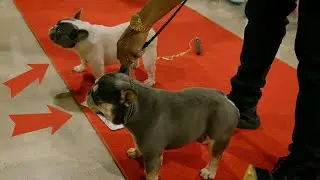 French Bulldog Best In Show Competition