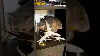 Giant Kitten CRASHES Airplane