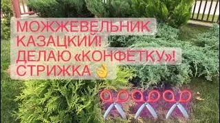 Можжевельник казацкий 🌲 Стрижка по правилам 🌲 Создаю новую форму🌲