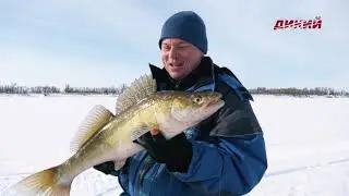 Сезон рыбалки. Зима. Хищник на живца.