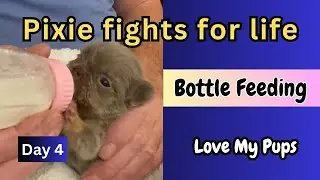 Bottle feeding puppy: Pixie wants to live! Day 4