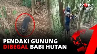 KOCAK! Sejumlah Pendaki Gunung Cikuray Dibegal Babi Hutan!