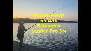 Огромный Белый Амур на маховую удочку Sabaneev Leader Pro Максим Балаев