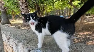 Tuxie the cat says good morning to me with her cutest meow