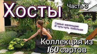 Хосты! Самые маленькие и чуть-чуть побольше! Сорта моей коллекции! Часть 3