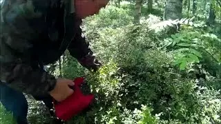 Сбор черники комбайном