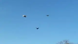 Голуби в полёте