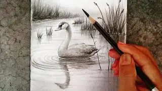 Pencil drawing of a beautiful cute duck swimming underwater.