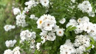 Pretty Polyantha White @GagasGarden Garden