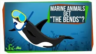 Why Don't Marine Animals Get 