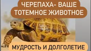 Черепаха- ваше тотемное животное# мудрость# долголетие# терпеливость# женское начало#