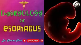 Development of Oesophagus Learn Easy