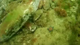 Дальневосточный трепанг, ナマコ (Apostichopus japonicus)