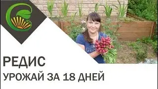 Как вырастить редис за 18 дней