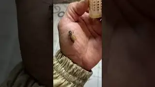 В инкубаторе начали рождаться матки