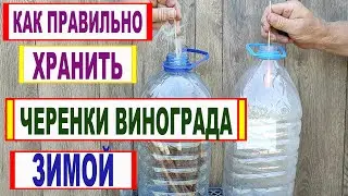 🍇 Даже не думай ТАК ХРАНИТЬ ЧЕРЕНКИ ВИНОГРАДА зимой. Вот что будет с ЧЕРЕНКАМИ  если СДЕЛАЕТЕ ТАК.